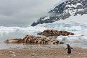 129 Antarctica, Neko Harbor, ezelspinguin